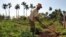 Un campesino limpia un sembrado con un azadón, en el municipio habanero de Bejucal (Cuba). 