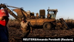 Trabajadores azucareros San Cristobal, Cuba, fotografiados en febrero de 2022. (REUTERS/Amanda Perobelli).