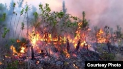 Incendio en Pinar del Rio, 15 de abril de 2023. (Tele Pinar).