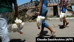 Residentes de Nueva Gerona, en La Isla de la Juventud, cargan pollos de granja para su consumo. (Foto: Archivo/Claudia Daut/AFP)