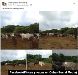 Lote de ganado a la venta. (Facebook/Fincas y vacas en Cuba)
