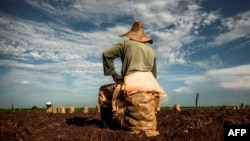 Un campesino descansa sobre un saco de papas, en Alquízar, Artemisa. (Yamil Lage/AFP/Archivo)