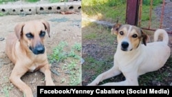 Blanco "Tiburón" y Canela, dos de los perritos sacrificados por los vendedores de carne canina, según la denuncia de la animalista Yenney Caballero. (Facebook)