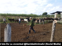Conteo de ganado en la Isla de Pinos como parte del llamado "Ejercicio Nacional del Censo del Ganado".