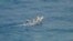 Embarcación improvisada con 9 cubanos a bordo interceptada por la Guardia Costera cerca de Dry Tortugas, Florida, el 1 de agosto de 2023. (Foto: Guardia Costera de EEUU)