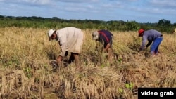 Agricultura en Cuba