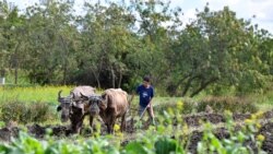 Info Martí | La agricultura sector crítico para el régimen castrista