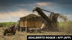 Una cosechadora del Central Azucarero Antonio Sánchez en Aguada de Pasajeros, Cienfuegos, en marzo de 2022. (Photo by ADALBERTO ROQUE / AFP)