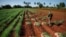 Campesino cubano. YAMIL LAGE/AFP (Imagen de referencia)