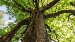 El Día del árbol