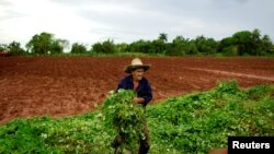 Millonarias pérdidas en la agricultura cubana