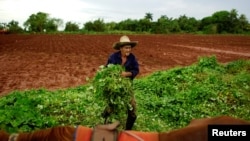 Foto Archivo. El campesino Olivio Pérez, en San Antonio de los Baños. REUTERS/Alexandre Meneghini