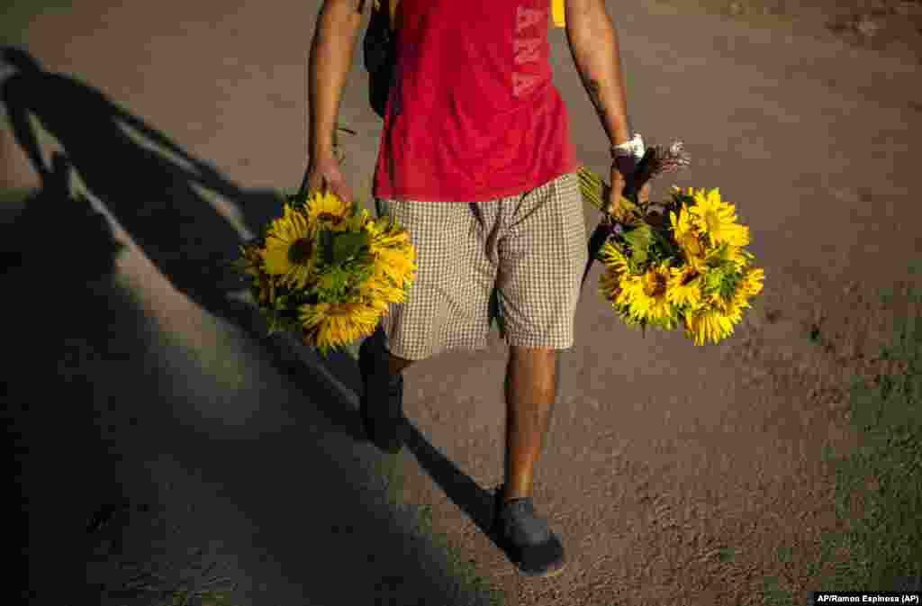 Un peregrino lleva mazos de girasoles para ofrecerlos a San Lázaro en su día, este 17 de diciembre, en El Rincón, Santiago de las Vegas, La Habana. (AP/Ramon Espinosa)