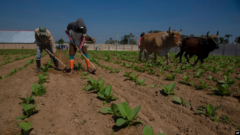 A tobacco farm in La Coloma, Pinar del Río, on February 28, 2023. AP Photo/Ismael Francisco
