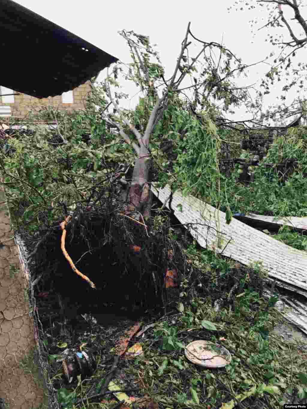 Arbol arrancado de raíz por la fuerza del viento del huracán Ian, en consolación del Sur, Pinar del Río. (Foto: Cortesía Yaima Díaz)