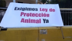 Defensores de animales terminan frustrados reunión con autoridades cubanas