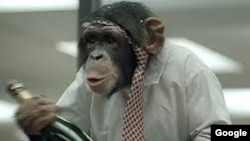 Los simios fabrican sus propias herramientas para obtener licor.