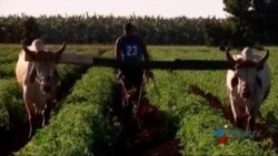 Gobierno responsabiliza a campesinos privados con misión de alimentar al pueblo