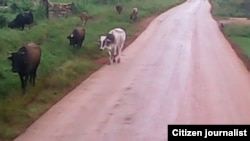 Reporta Cuba. El ganado suelto en las carreteras puede provocar accidentes. Foto: Misael Aguilar.