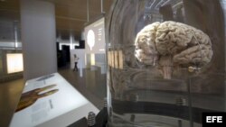 Cerebro en museo de evolución humana en Burgos, España