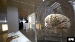 Cerebro en museo de evolución humana en Burgos, España