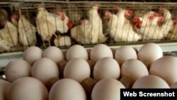 Gallinas recuperan producción de huevos