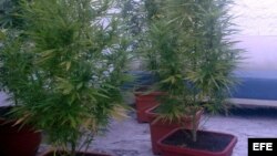 MARIHUANA Fotografía donde se ven varias plantas de marihuana en una casa.