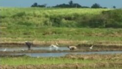 Japón alivia incompetencia del sistema cubano en la producción de arroz