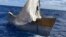 Balsa en la que navegó un grupo de cubanos que intentaron llegar a EEUU vía marítima. (Foto: USCG)