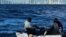 Balseros cubanos a unas 10 millas al este de Sunny Isles, Florida, el 8 de enero de 2023. Las personas fueron repatriadas a Cuba el 16 de enero de 2023. (Foto de la Guardia Costera de EEUU)