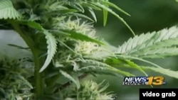 Plantas de marihuana que se cultivaban en Colorado para traficar la droga a lugares donde es ilegal.