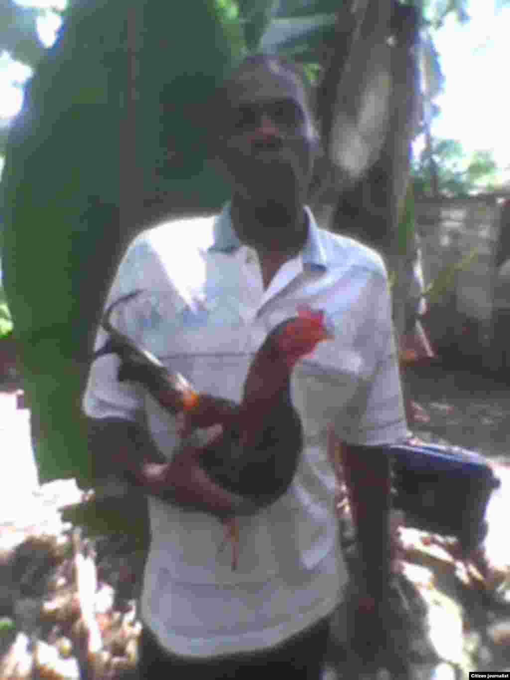 Reportero ciudadano Yosmel Martínez nos muestra a un cubano orgulloso de los gallos que cría en Santa Clara