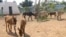 Burros y cebras Zoológico Ciego de Avila