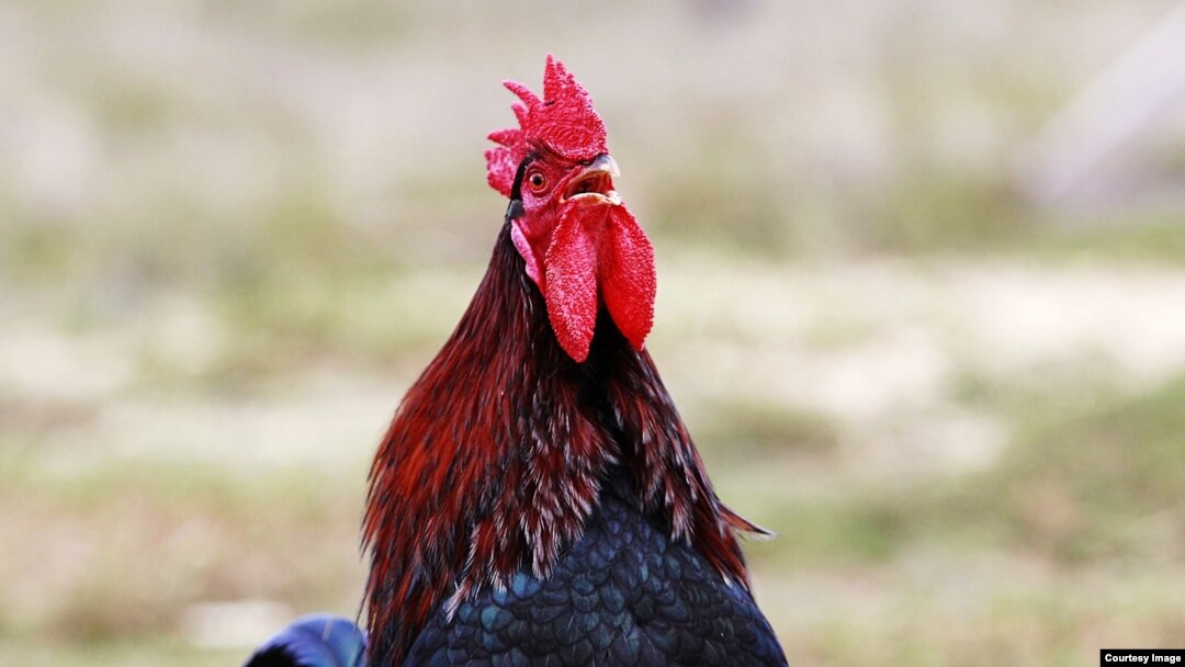 "Mucha fuerza da al gallo la carne de vaca". José Martí.