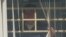 El senador opositor boliviano Roger Pinto se asoma a la ventana de una habitación de la embajada de Brasil en La Paz (Bolivia). 