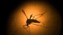 La epidemia del dengue azota la población cubana
