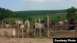 Las garrapatas, que afectan al ganado en los campos cubanos, se reproducen “por millones”, asegura un campesino a Radio Martí.