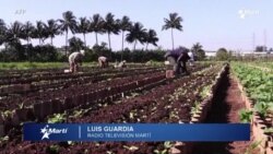 Info Martí | Crisis en el agro cubano
