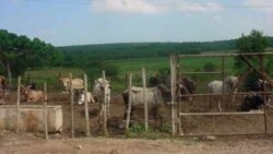 Robo y el sacrificio ilegal de reses en santiago de Cuba