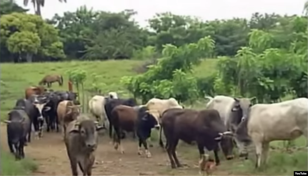 Reporta Cuba. Intensa sequía afecta a toda la isla.