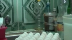 El huevo “la salvación” alimenticia del cubano en la Isla
