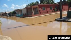 Reporta Cuba guira de melena foto Martha Domínguez Calero.