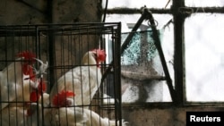 Una jaula con pollos en un mercado de La Habana. (Reuters/Claudia Daut/Archivo)