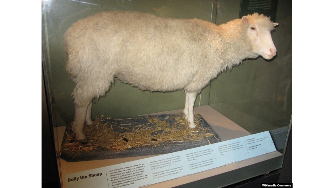 El cuerpo de Dolly es exhibido en el Museo Nacional de Escocia, en Edimburgo.