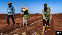 Agricultores cubanos preparan la tierra para el cultivo. AFP/Adalberto Roque