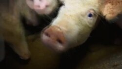 Falta de medicamentos para tratar cólera porcina afecta cría de cerdos en Cuba
