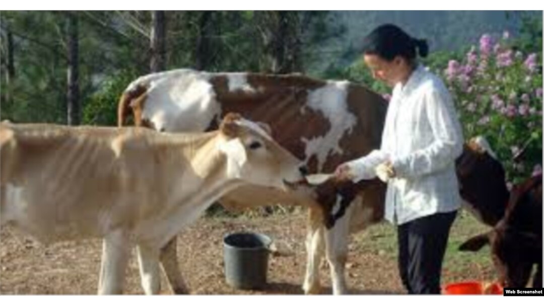 Omara Ruiz Urquiola, en la finca de Viñales donde lleva adelante un proyecto ecológico con su hermano.