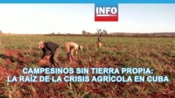 Campesinos sin tierra propia: la raíz de la crisis agrícola en Cuba