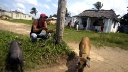 Desmantelan criadero de puercos