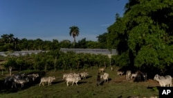 Una finca ganadera en Cuba. (Foto AP/Ramon Espinosa)